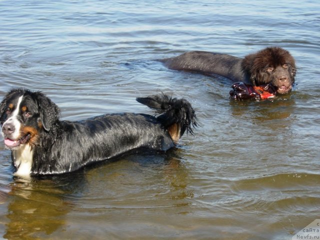 Фото: ньюфаундленд Zvezdnaya Toskana Lesnaya Raskrasavica (Звездная Тоскана Лесная Раскрасавица)
