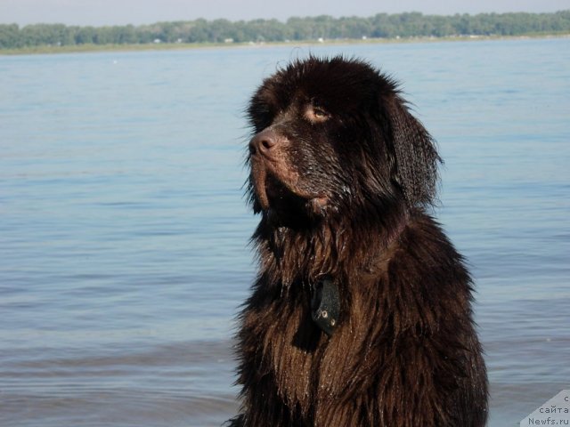 Фото: ньюфаундленд Zvezdnaya Toskana Lesnaya Raskrasavica (Звездная Тоскана Лесная Раскрасавица)