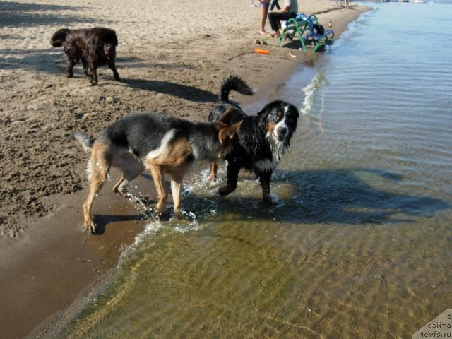 Фото: ньюфаундленд Zvezdnaya Toskana Lesnaya Raskrasavica (Звездная Тоскана Лесная Раскрасавица)