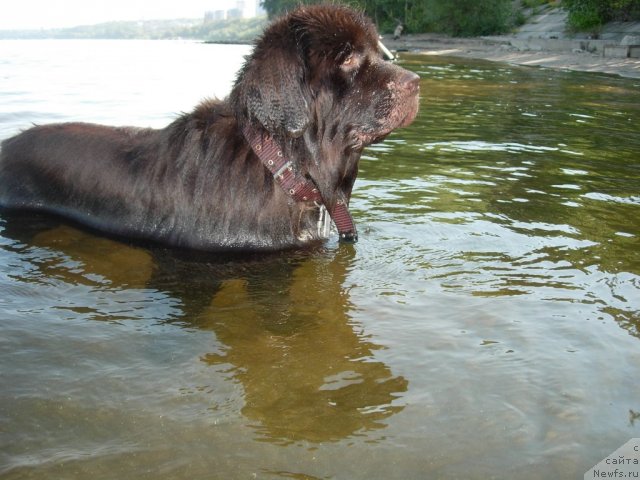 Фото: ньюфаундленд Zvezdnaya Toskana Lesnaya Raskrasavica (Звездная Тоскана Лесная Раскрасавица)