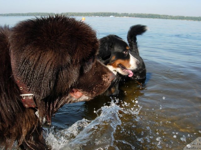 Фото: ньюфаундленд Zvezdnaya Toskana Lesnaya Raskrasavica (Звездная Тоскана Лесная Раскрасавица)