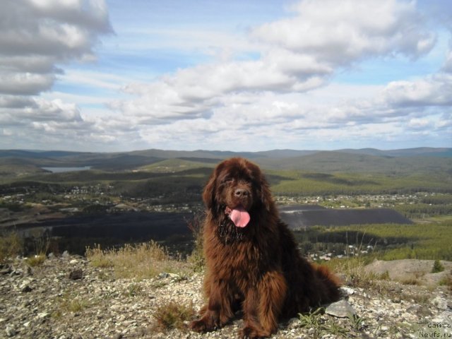 Фото: ньюфаундленд CHernyiy SHarm Abrikosovaya Karamel' (Черный Шарм Абрикосовая Карамель)