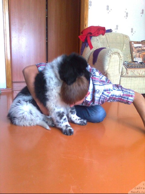 Фото: ньюфаундленд Akvian Song Zest Beautiful (Аквиан Сонг Зест Бьютифул)