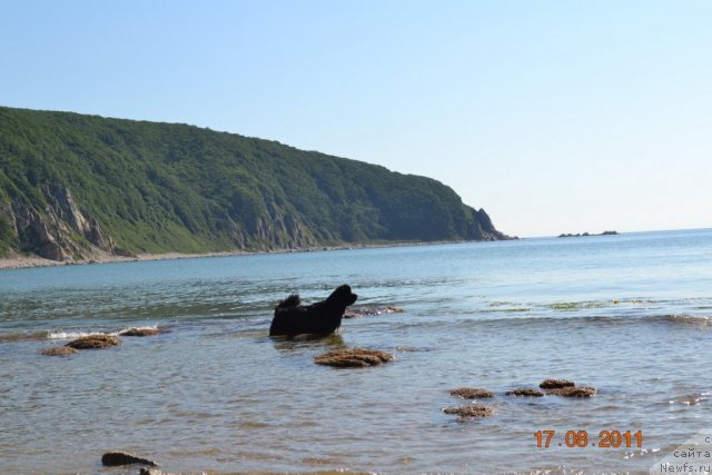 Фото: ньюфаундленд I'm Little Princess Midnight Bear