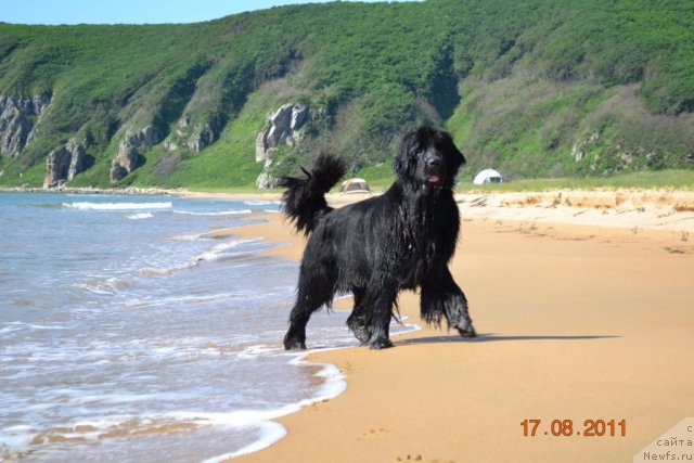 Фото: ньюфаундленд I'm Little Princess Midnight Bear