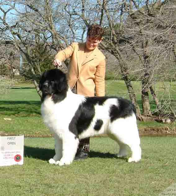 Фото: ньюфаундленд Threeponds Council Cup Bogart