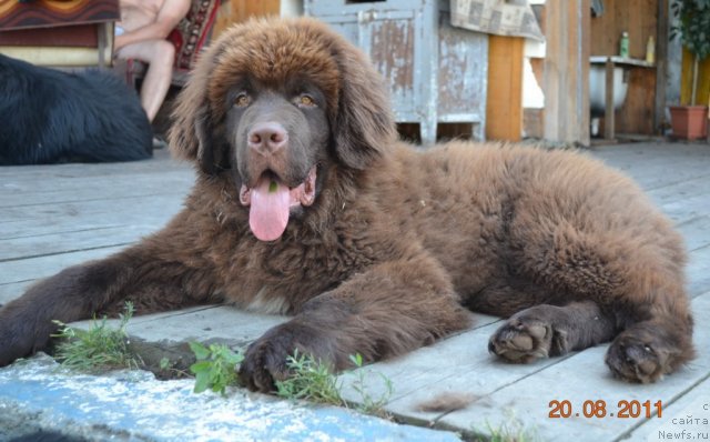 Фото: ньюфаундленд Aquatoriya Kelvin Riverdance (Акватория Келвин Риверданс)
