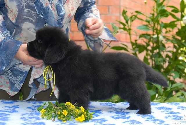 Фото: ньюфаундленд Sent Djons SHarlotta (Сент Джонс Шарлотта)