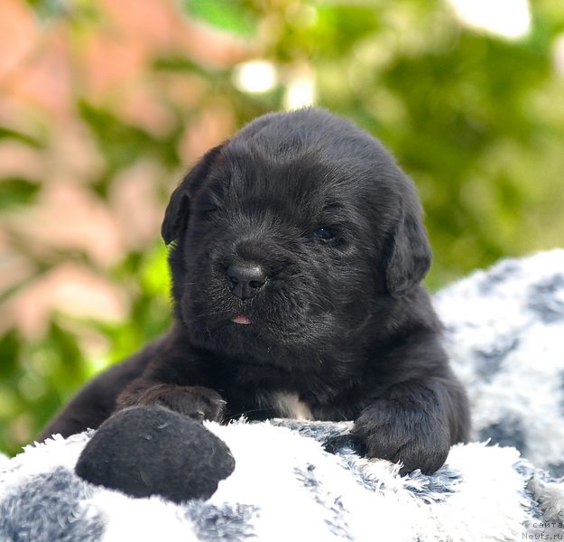 Фото: ньюфаундленд Sent Djons Oskar (Сент Джонс Оскар)