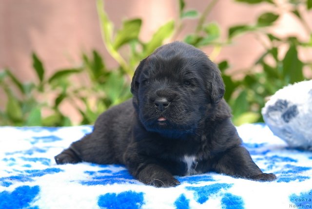 Фото: ньюфаундленд Sent Djons Oskar (Сент Джонс Оскар)