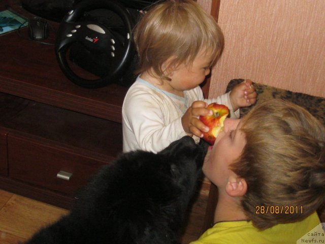 Фото: ньюфаундленд Sent Djons CHelenjer (Сент Джонс Челенжер), Елизавета, Игоряшик