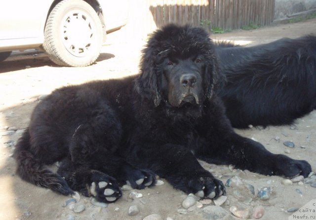 Фото: ньюфаундленд S'Nezhnaya Vjuga Amaretto di Soronno (С'Нежная Вьюга Амаретто Ди Соронно)