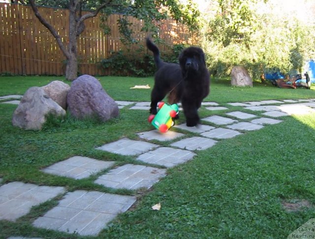 Фото: ньюфаундленд Very Fairweathers X'Got The Rhythm