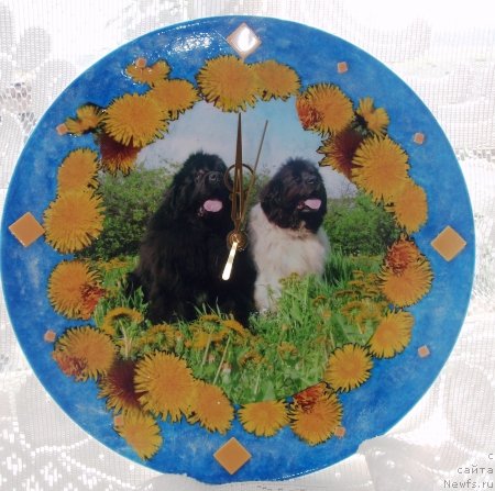 Фото: ньюфаундленд King of Helluland I'm Precious, ньюфаундленд Vesnushka na Shastie (Веснушка на Счастье)