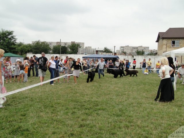 Фото: ньюфаундленд Velyke Malyatko Yaskrava Usmishka, ньюфаундленд Voyajer Mister Newf, ньюфаундленд Oktjabrina s Berega Dona (Октябрина с Берега Дона)