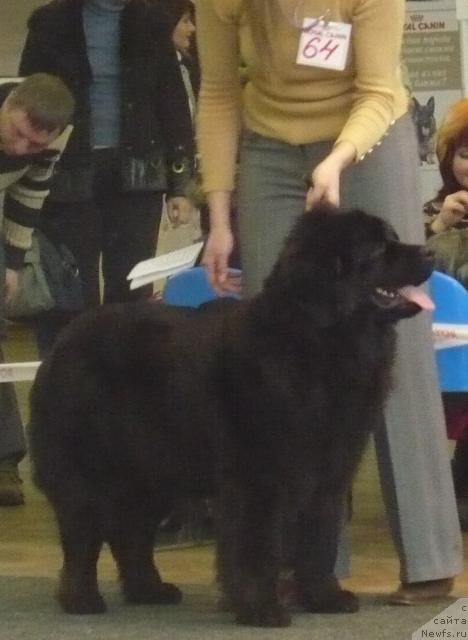 Фото: ньюфаундленд Val'kiriya Kalipsa (Валькирия Калипса)