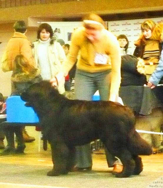 Фото: ньюфаундленд Carstvennyiy Emel'yan (Царственный Емельян)