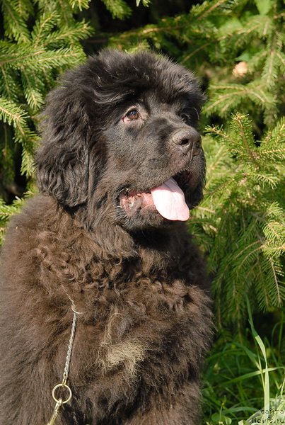 Фотография № 76078