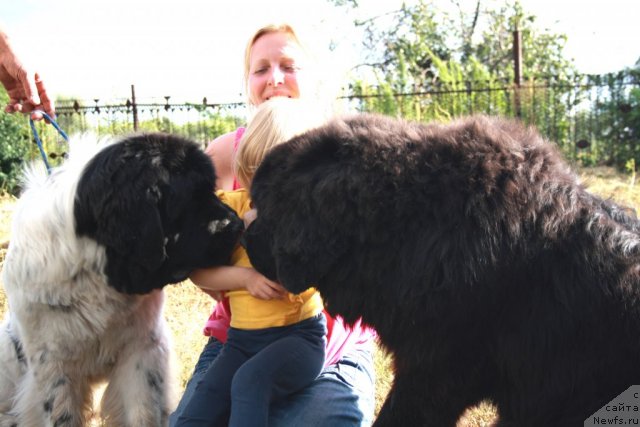 Фото: ньюфаундленд Super Bizon Baton (Супер Бизон Батон), ньюфаундленд CHernyiy SHarm Buch Kessedi (Черный Шарм Буч Кесседи)