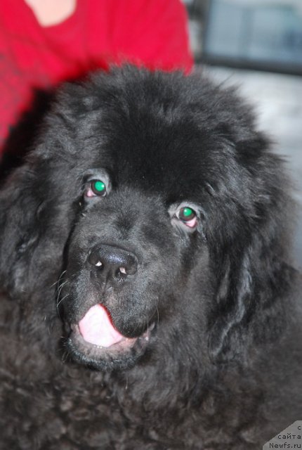 Фотография № 76119