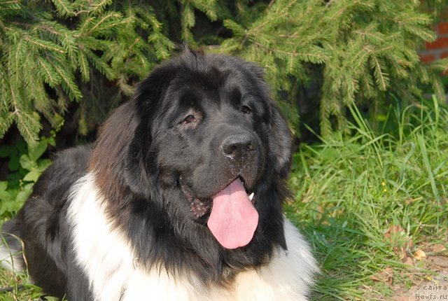 Фотография № 76122