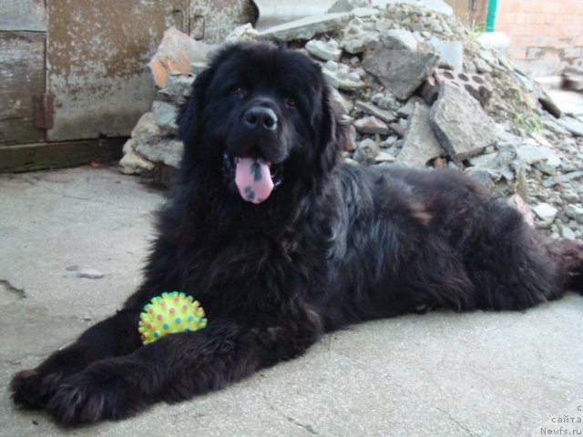 Фото: ньюфаундленд Zacharovannyiy Mir s Berega Dona (Зачарованный Мир с Берега Дона)