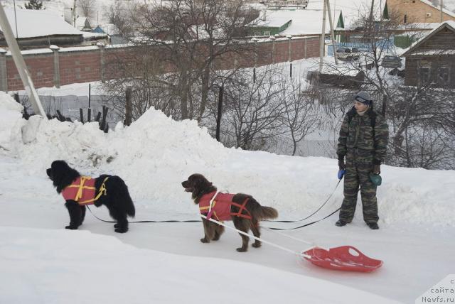 Фото: ньюфаундленд Ygan s Toyanova Gorodka (Юган с Тоянова Городка), ньюфаундленд Lesnaya Skazka Izol'da (Лесная Сказка Изольда), Igor' Momot (Игорь Момот)