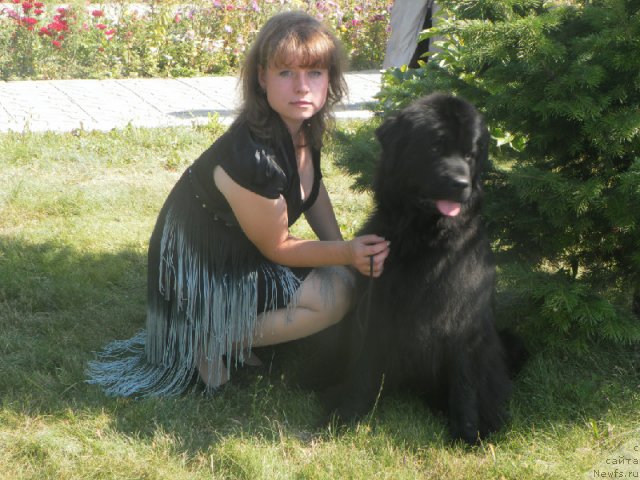 Фото: ньюфаундленд Fiamettahauz Monaco Princess (Фиаметтахауз Монако Принцесс), Viktoriya Zamyatina (Виктория Замятина)