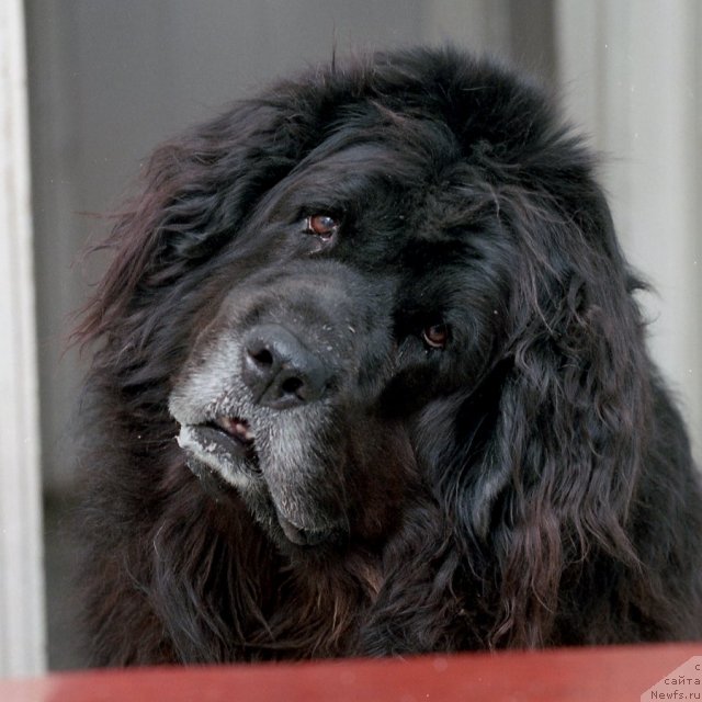 Фото: ньюфаундленд Miron (Мирон)