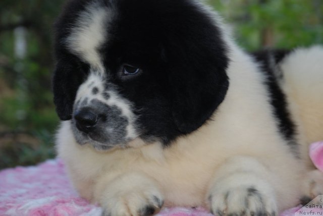 Фото: ньюфаундленд Fluffy Avalanche Satisfaction of My Ambitions (Флюфи Аваланч Сатисфастион оф Май Амбитионс)