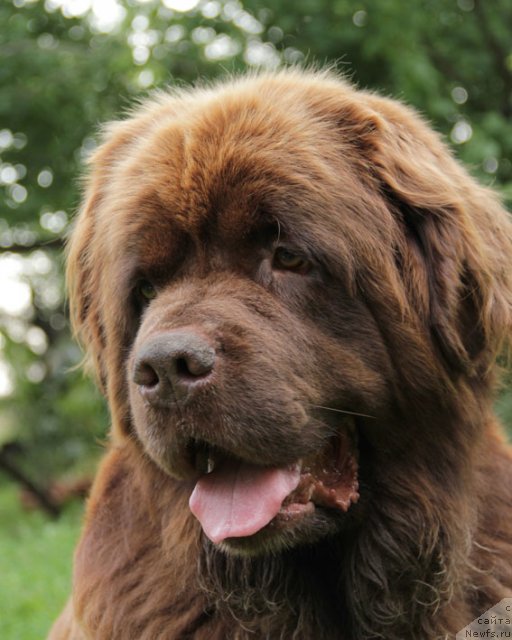 Фото: ньюфаундленд Igerma iz Akademii Shokolada (Игерма из Академии Шоколада)