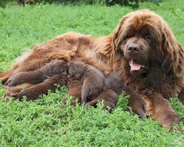Фото: ньюфаундленд Igerma iz Akademii Shokolada (Игерма из Академии Шоколада), и дети