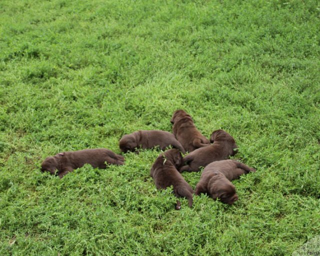 Фото: ньюфаундленд Igerma iz Akademii Shokolada (Игерма из Академии Шоколада)