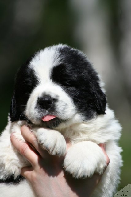 Фото: ньюфаундленд Fluffy Avalanche Satisfaction of My Ambitions (Флюфи Аваланч Сатисфастион оф Май Амбитионс)