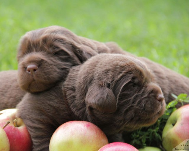 Фотография № 76217