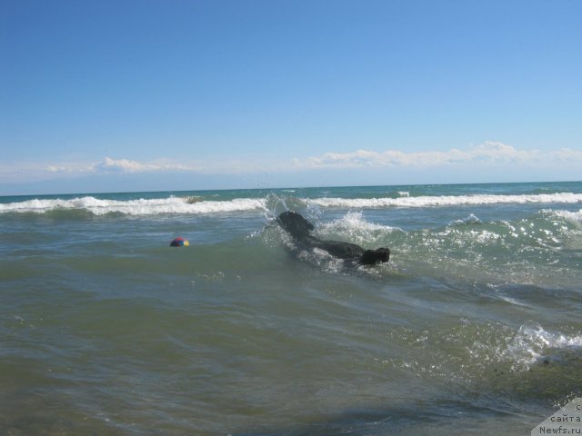 Фото: ньюфаундленд Jenev'ev Garni Ledyen (Женевьев Гарни Ледэн)