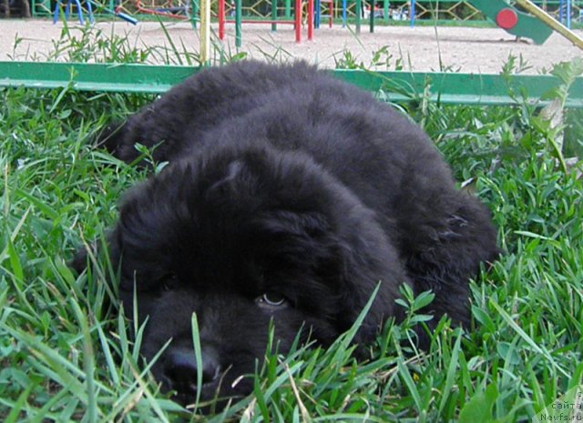 Фото: ньюфаундленд Zhdanny Syn Vialiki Miadzvedz