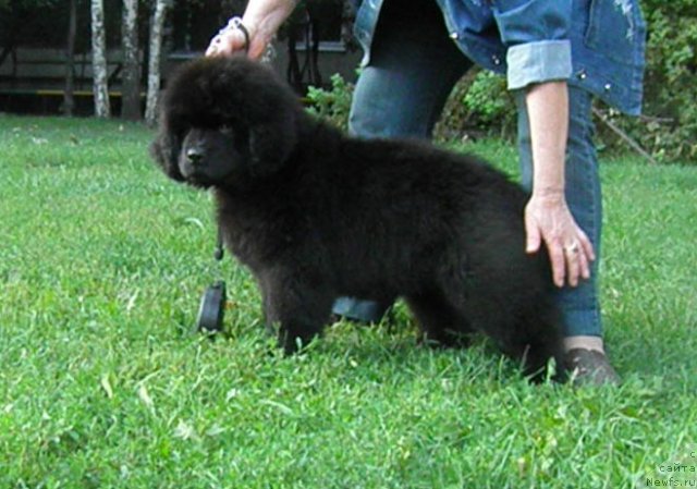 Фото: ньюфаундленд Zhdanny Syn Vialiki Miadzvedz