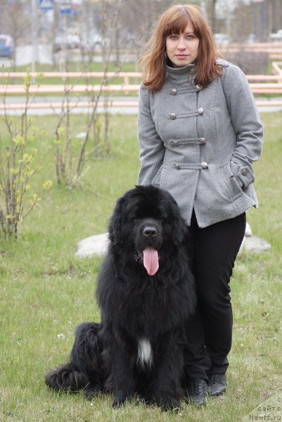 Фото: ньюфаундленд Super Premium Evropeyskiy Variant (Супер Премиум Европейский Вариант)