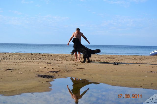 Фото: ньюфаундленд I'm Little Princess Midnight Bear