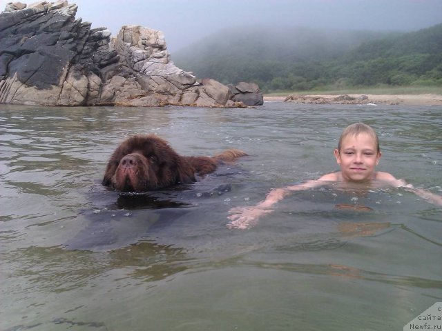 Фото: ньюфаундленд Sindbad Morehod (Синдбад Мореход)