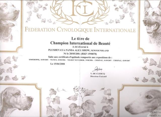 Фото: ньюфаундленд Plushevaya Panda Alex Show (Плюшевая Панда Алекс Шоу)