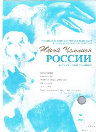 Фото: ньюфаундленд Plushevaya Panda Alex Show (Плюшевая Панда Алекс Шоу)