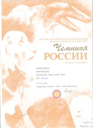 Фото: ньюфаундленд Plushevaya Panda Alex Show (Плюшевая Панда Алекс Шоу)