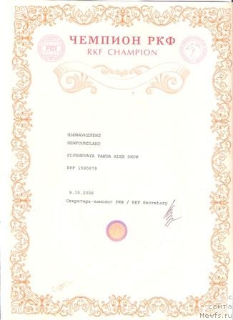 Фото: ньюфаундленд Plushevaya Panda Alex Show (Плюшевая Панда Алекс Шоу)