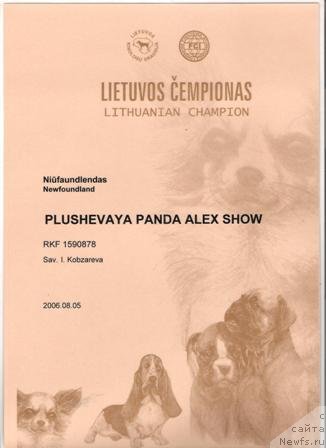 Фото: ньюфаундленд Plushevaya Panda Alex Show (Плюшевая Панда Алекс Шоу)