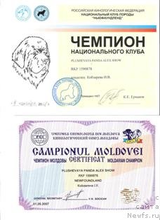 Фото: ньюфаундленд Plushevaya Panda Alex Show (Плюшевая Панда Алекс Шоу)