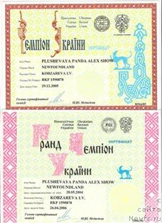 Фото: ньюфаундленд Plushevaya Panda Alex Show (Плюшевая Панда Алекс Шоу)