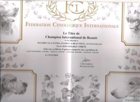 Фото: ньюфаундленд Plushevaya Panda Anabella Beautiful (Плюшевая Панда Анабелла Бьютифул)