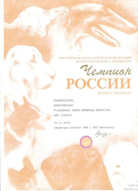 Фото: ньюфаундленд Plushevaya Panda Anabella Beautiful (Плюшевая Панда Анабелла Бьютифул)